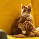 조동약국 이미지