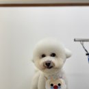 댕바이미 이미지