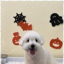 포블포블 | 명지애견미용 포블포블에서의 특별한 하루