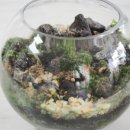 반려식물 테라리움 만들기 이미지