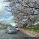 강서구둥지푸드마켓 | 강서 낙동강30리 벚꽃축제 후기ㅣ부산 벚꽃 실시간 개화상황