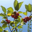 초원농장 이미지