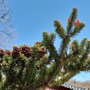 존자암지 이미지