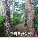 10월25일 산림청 선정 100대 명품숲 횡성 상안리 낙엽송숲길 트레킹 이미지