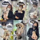 몽냥몽냥 이미지