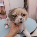 댕냥이살롱 이미지