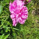 낭도 꿈뜰펜션 이미지