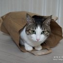 빵뜨레