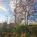 제주도 단체가족펜션 그날제주 | 제주 서귀포 가족 펜션 추천 배롱나무 펜션 디럭스 스위트 방 2개 솔직 후기 및 준비물