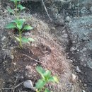 텃밭양산점 이미지