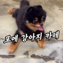 메르시몽프레 포메분양&애견카페 | 서울 강아지 카페 포메라니안 상주견 카페 메르시몽프레