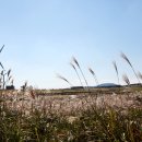 녹산사슴 이미지