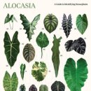 알로카시아 이미지