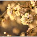 군포초교 이미지