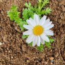 정희네민박 이미지