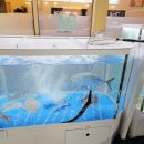 회각시소신랑 이미지