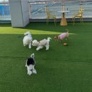 세븐일레븐 평택고덕하늘채점 | [경기도 평택시] 평택 애견카페 추천｜실내·야외 다 있는 고덕 애견카페 솔직후기