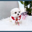 도그플러스 애견미용 이미지