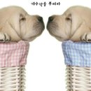 개수작 이미지