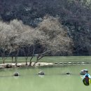 남강오리 이미지