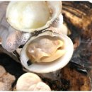 조개톡톡 이미지