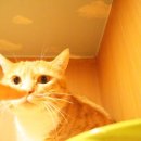 호동이PC 이미지