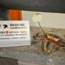 하이마리 이미지