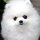 좋은강아지 이미지