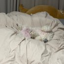 놀러오개 애견유치원 애견호텔 안양점 이미지