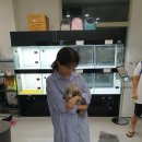 미스터앤 미세스멍 원주점 | 너구리를 닮은 포메라니안 분양 후기