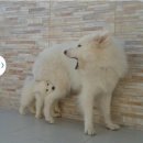 뽀시래기 이미지