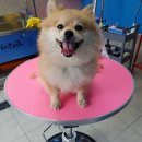 하꾸나마루다 이미지