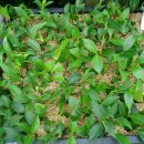 유원농장 이미지