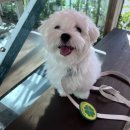 강아지 별장 이미지