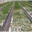 진달래농장 이미지