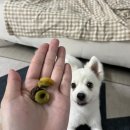 페트코코 이미지