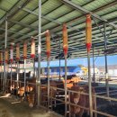 광선축사 이미지