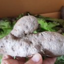 안해님농장 이미지