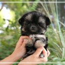 고려애견샵 이미지