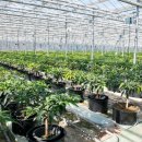 지연농장 이미지