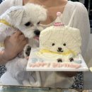 서구-01-106 | 대전 반려견케이크 수제 강아지케이크 밥먹냥에서 생일파티 제대로!