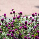 인화여자고등학교 이미지