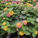 명관농장 이미지