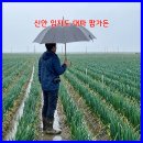신안농협 | 6시 내고향이 알려준 신안 임자도 여행의 특별한 발견, 초록빛 대파 팜가든과 달콤한 대파 카스테라...