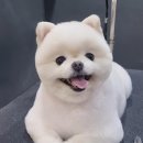 미용하는 남자 이미지