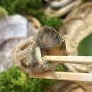 갈매기초장 이미지