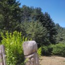 잣나무솔향기 이미지