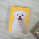 우드톡포토 반려동물 사진액자 : 강아지액자 제작후기