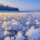 "Ice Flowers" in Norway . 이미지