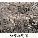 안양천 | [벚꽃 명소] 안양천 벚꽃 실시간 후기 절정 주말 양평역 🌸